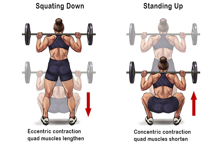  Completing a full squat downwards and back up is an example of an isotonic contraction